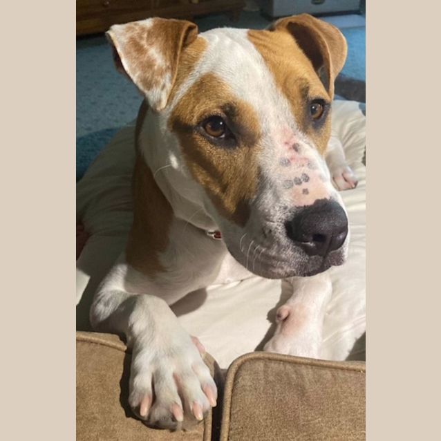 Photo of Fen ~ 15mo Staffy X(on Trial 12/11/21)