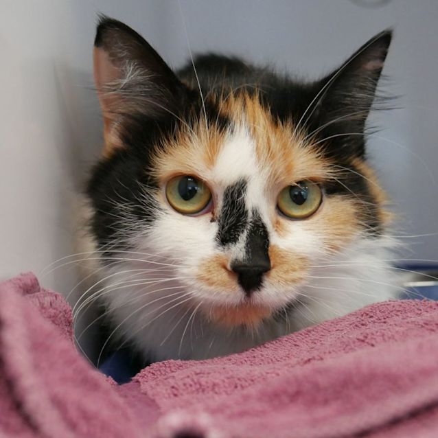 Photo of Flame Sua008969