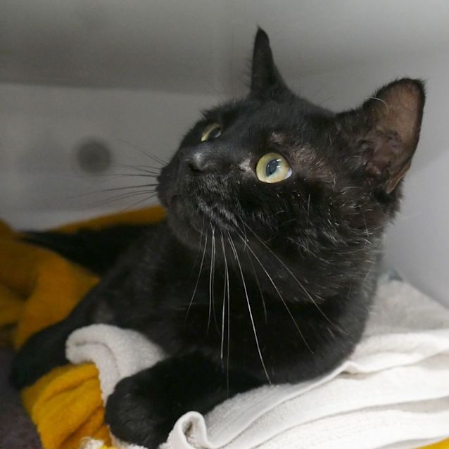 Photo of Horice Sta008943