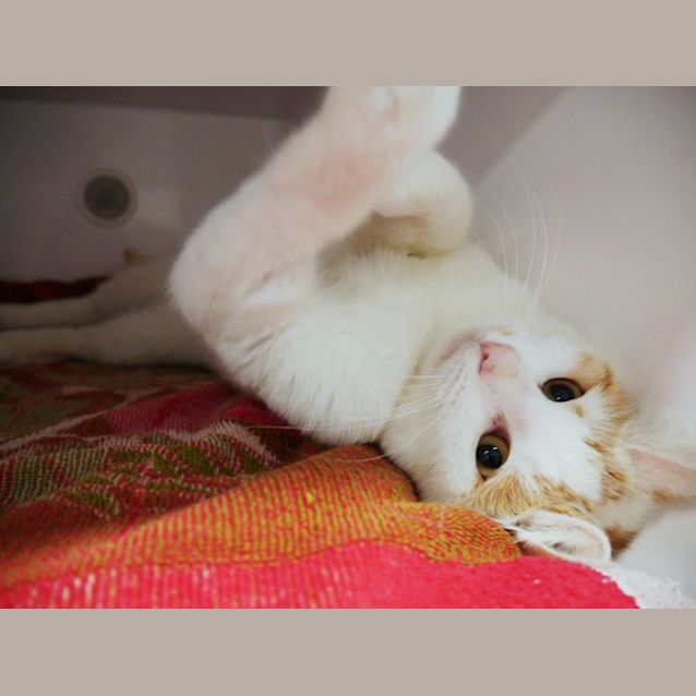 Photo of Heston Sta008996