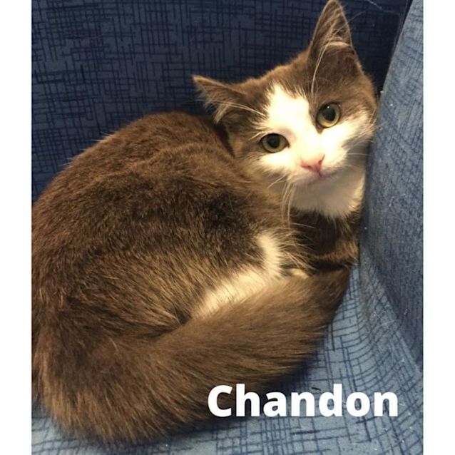 Photo of Chandon 