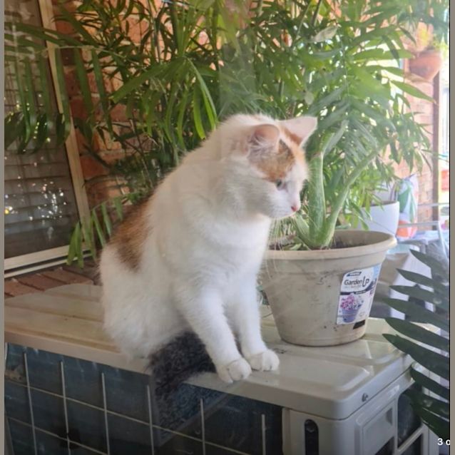 Photo of Isla 