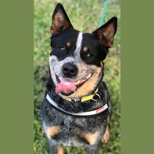 Photo of Blue Bandit 