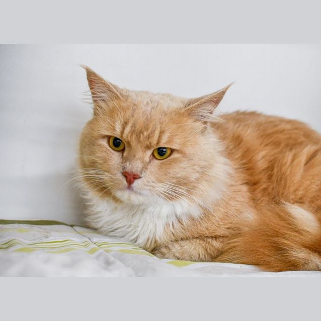 Photo of Gingie