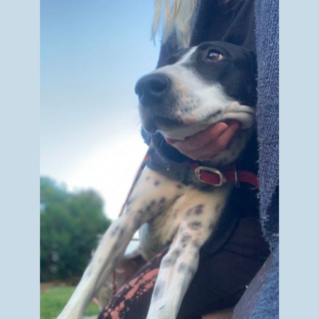 Photo of Darcy (On Adoption Trial)