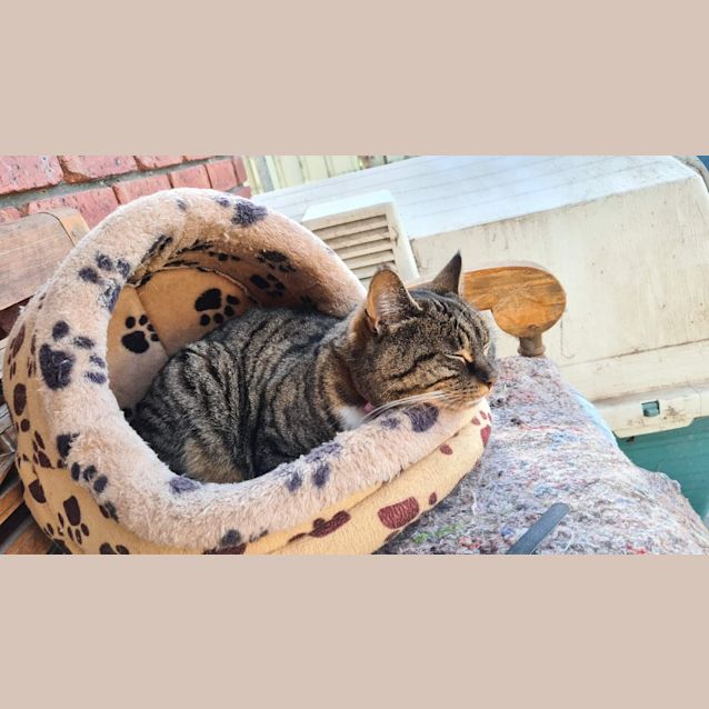 Photo of Misty Fourth