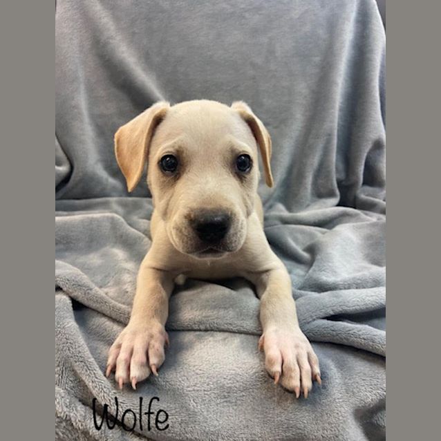 Photo of Wolfe