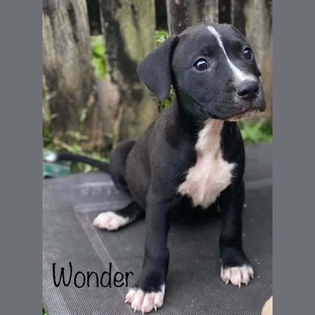 Photo of Wonder