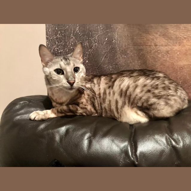 Photo of Speedy