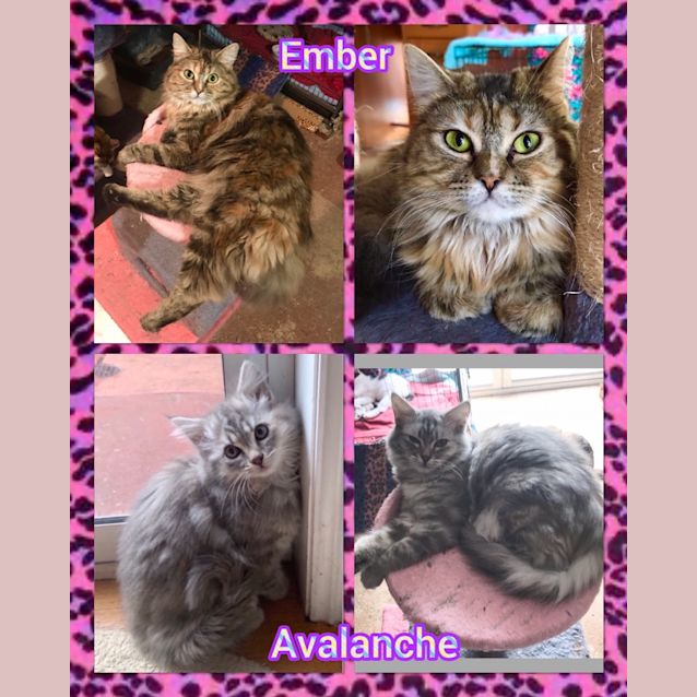 Photo of Ember & Avalanche