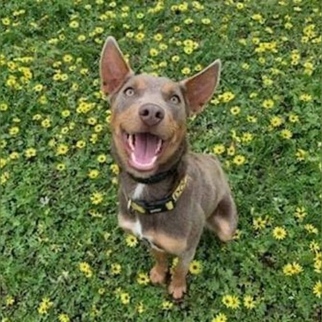 Photo of Daisy