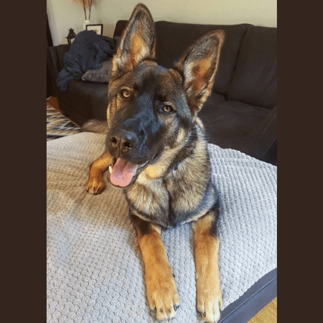 Photo of Link