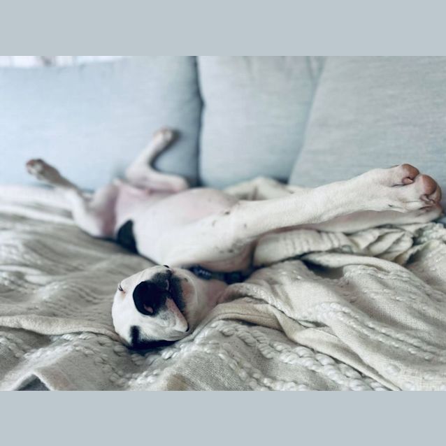 Photo of Finn
