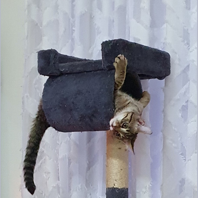Photo of Rambo