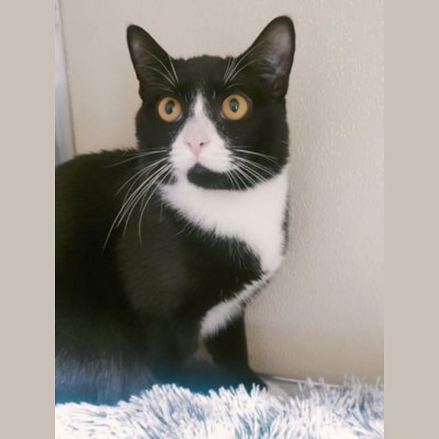 Photo of Melvin F01849 🐱