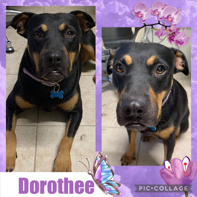 Photo of Dorothee