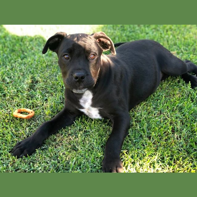 Photo of Grayson ~ Mastiff X Puppy(on Trial 30/10/21)