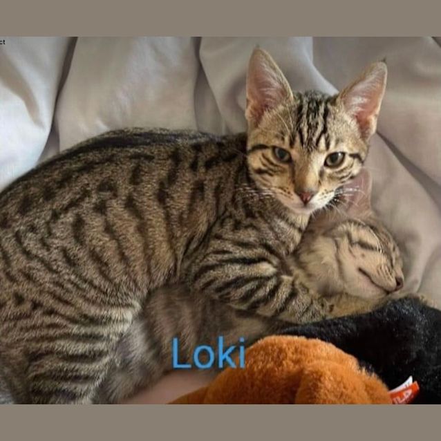 Photo of Loki 