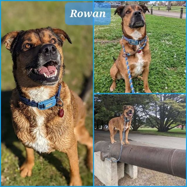 Photo of Rowan
