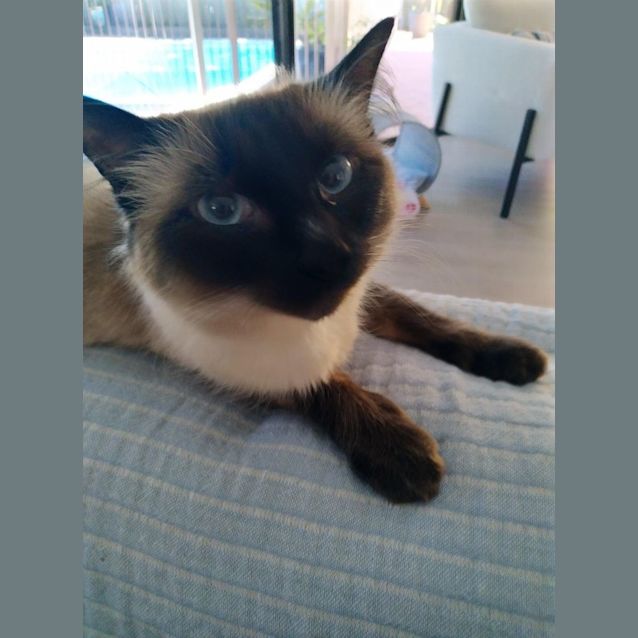 Photo of Koko