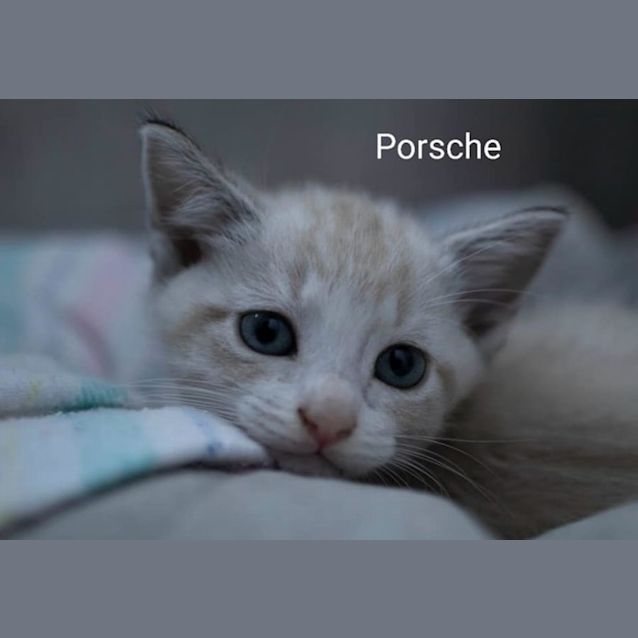 Photo of Porsche