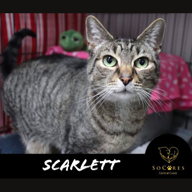Photo of Scarlett