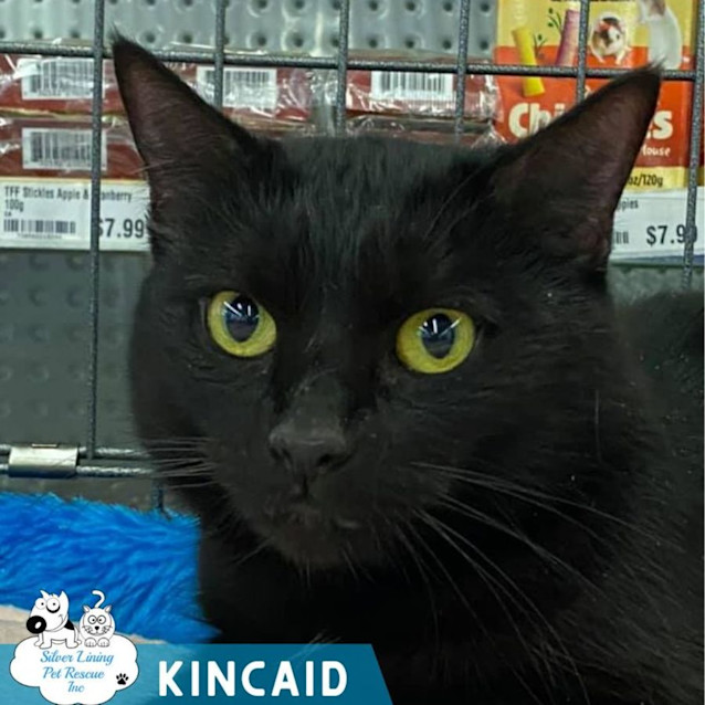 Photo of Kincaid