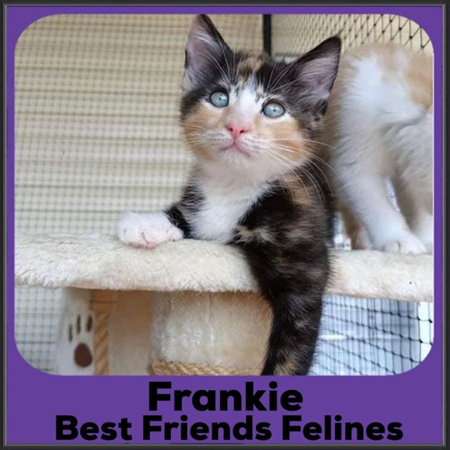 Photo of Frankie 