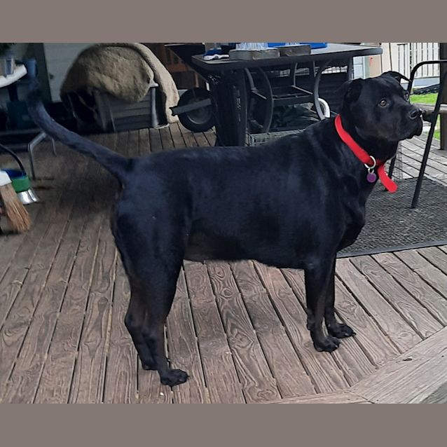 Photo of Gypsy