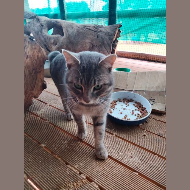 Photo of Atticus (Can Transport To Melb If Required)