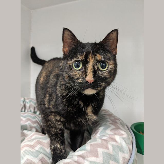 Photo of Sheeba