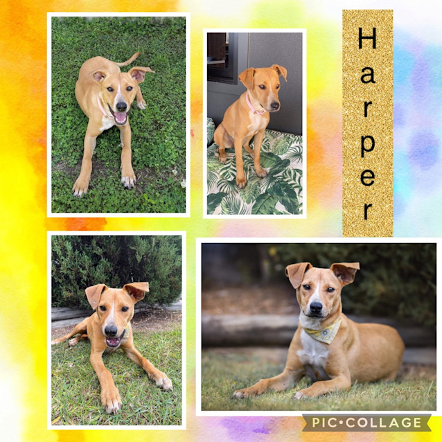 Photo of Harper