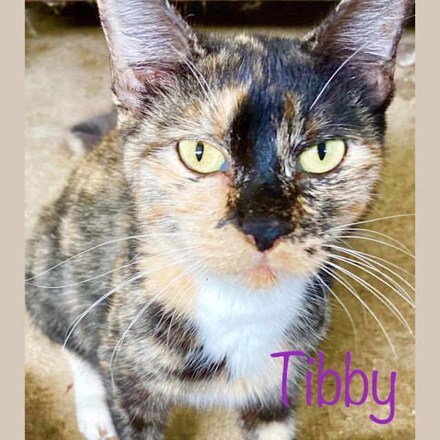 Photo of Tibby