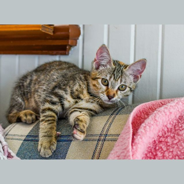 Photo of Silverstar