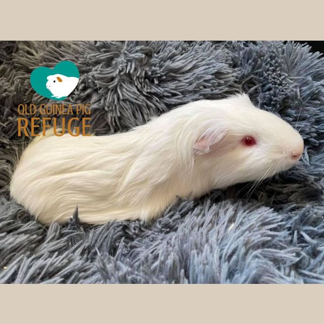 Photo of Mintie