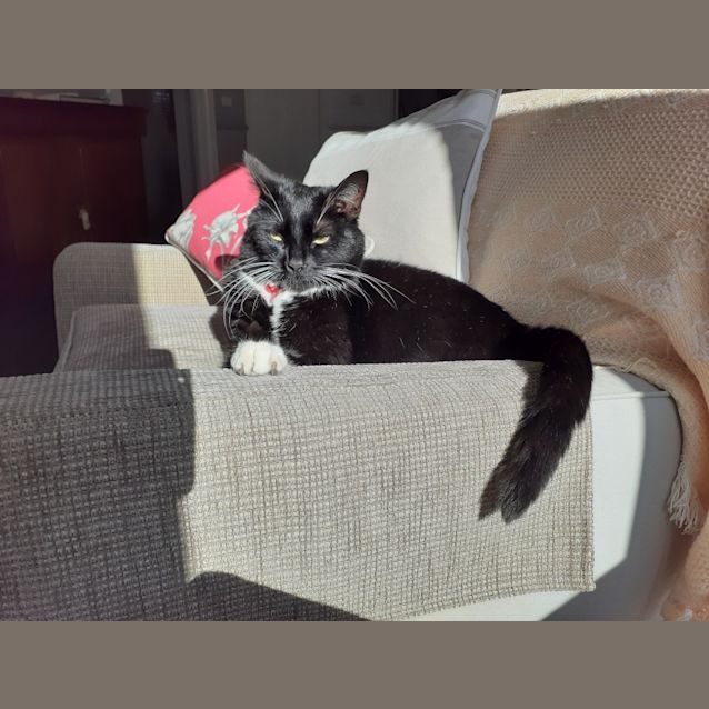 Photo of Lucky Tuxedo