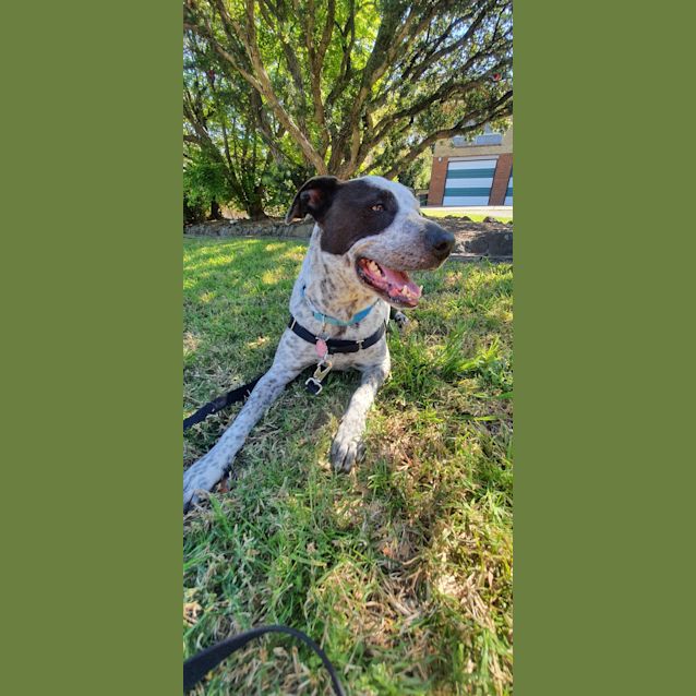 Photo of Sadie