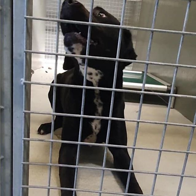 Photo of Cookie Dl2740