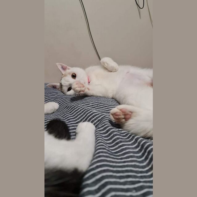 Photo of Juju And Zuzu