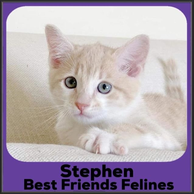 Photo of Stephen 