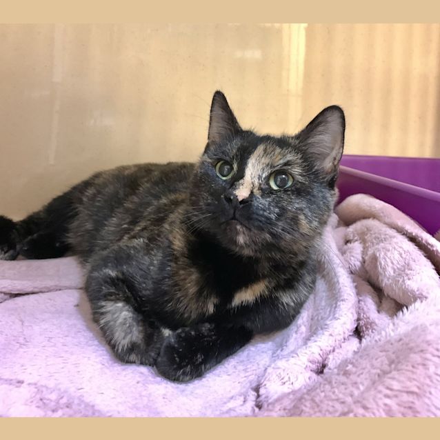 Photo of Gypsy