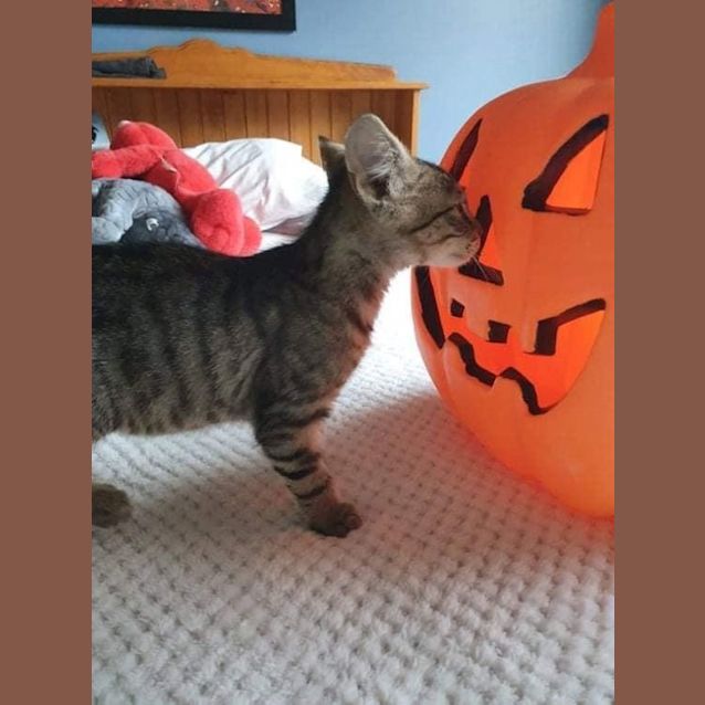 Photo of Nugget 