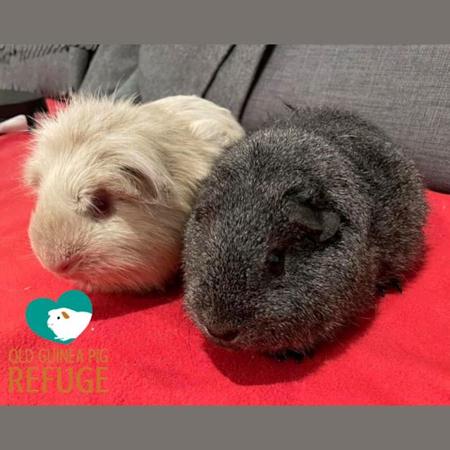 Photo of Shirt And Lily