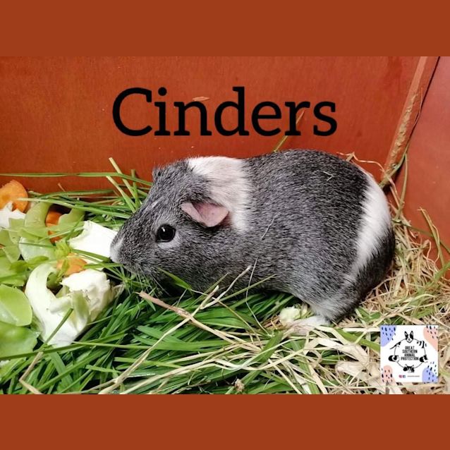 Photo of Cinders