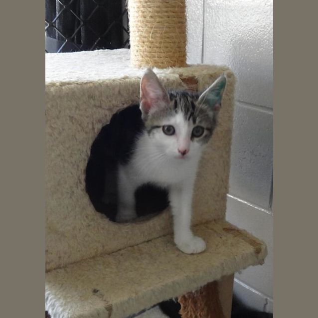 Photo of Cooper