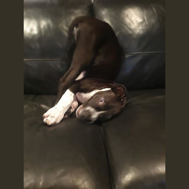 Photo of Bentley Dl2737