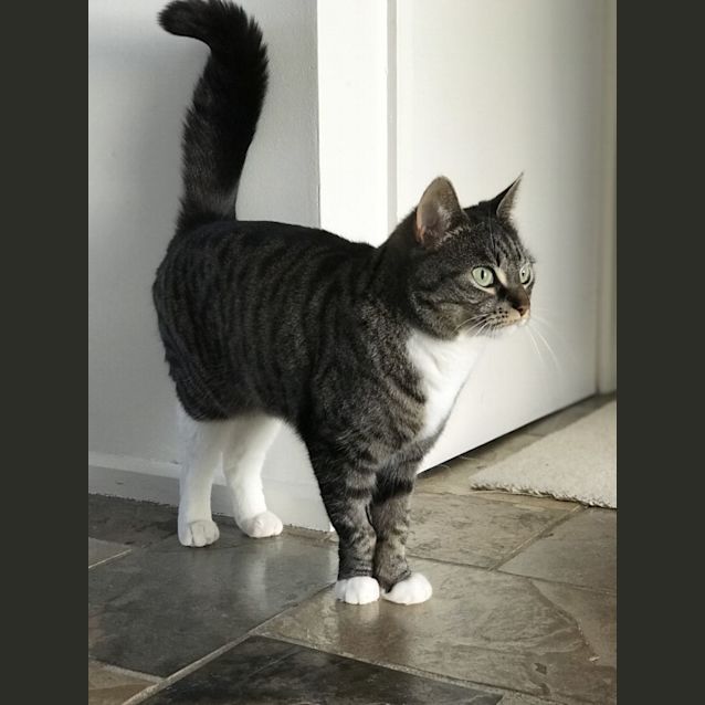 Photo of Kobe ** 2nd Chance Cat Rescue**