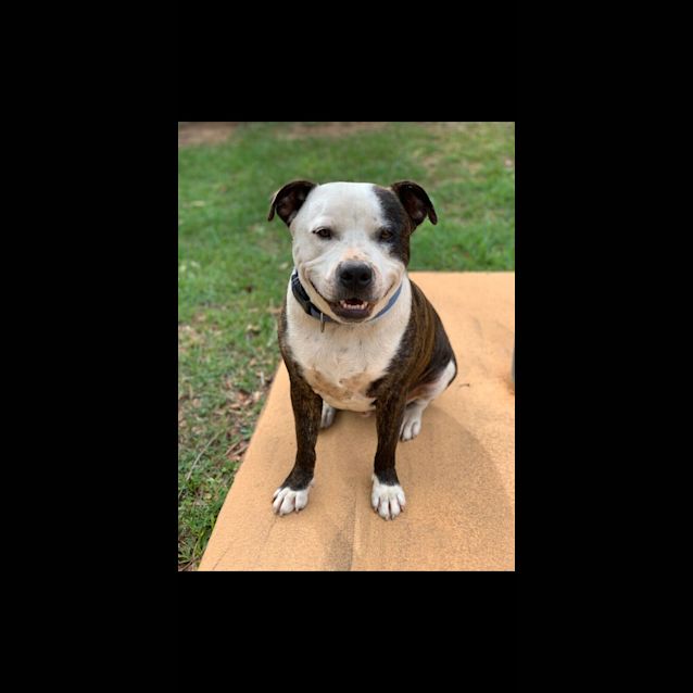 Photo of Sparky 💫 