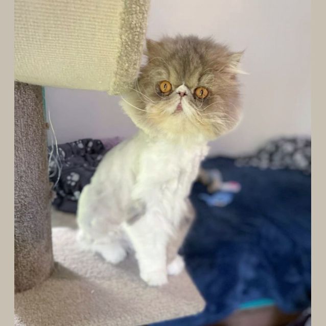 Photo of 🦁😻 Romeo 😻🦁