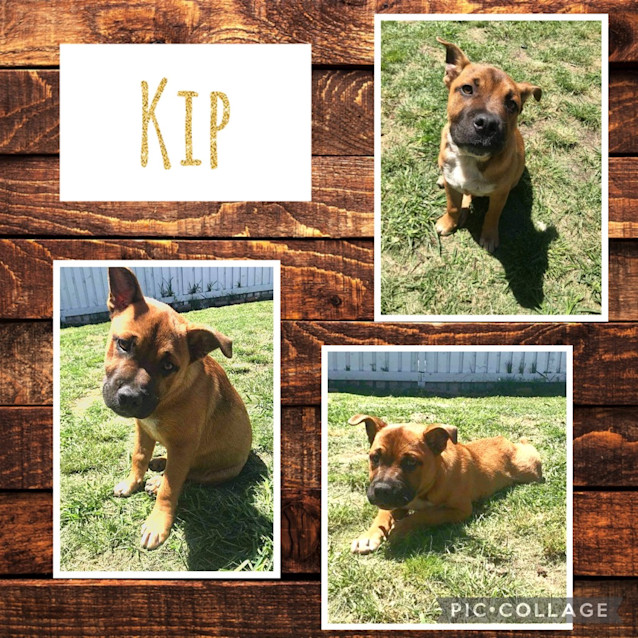 Photo of Kip